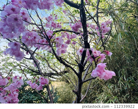 Cherry-blossom viewing Cherry-blossom viewing 112339922