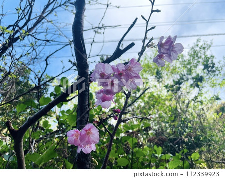 Cherry Blossoms   112339923