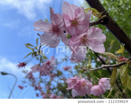 Blue sky and pink cherry blossom 112339924