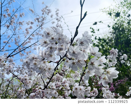 White cherry tree White cherry tree 112339925