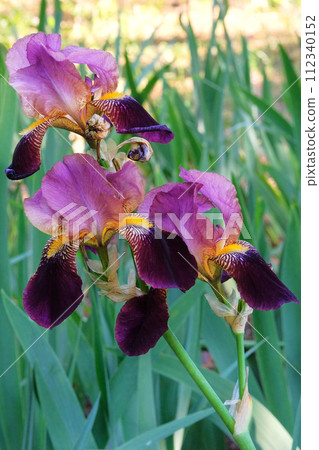 Iris is growing in garden. Purple or violet plant. Cultivated for its showy flowers. Gardening. Vertical view. Iris is growing in garden. Purple or violet plant. Cultivated for its showy flowers. Gardening. Vertical view. 112340152