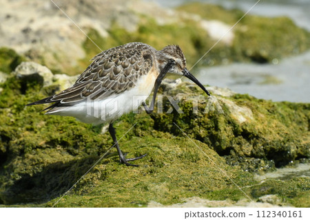 Preening the plumage of a monkey sandpiper Preening the plumage of a monkey sandpiper 112340161