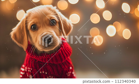 A puppy in a cozy sweater, his eyes filled with Christmas joy. 112340340