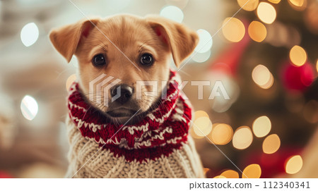 A puppy in a cozy sweater, his eyes filled with Christmas joy. A puppy in a cozy sweater, his eyes filled with Christmas joy. 112340341