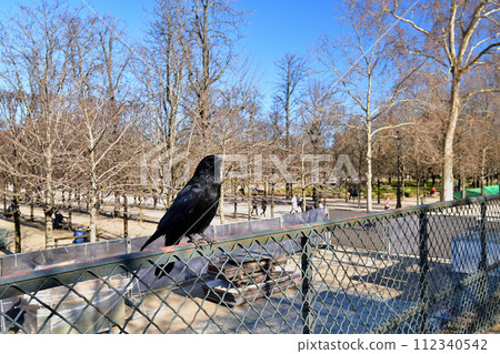 Paris, France. A crow stands on a fence in the Tuileries Gardens in winter. Photographed on February 27, 2022. . 112340542