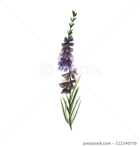 Heather painted in watercolor on a white background. Watercolor illustration, meadow heather plant with green leaves and purple flowers hand drawn in watercolor. For printing on fabric and paper 112340730