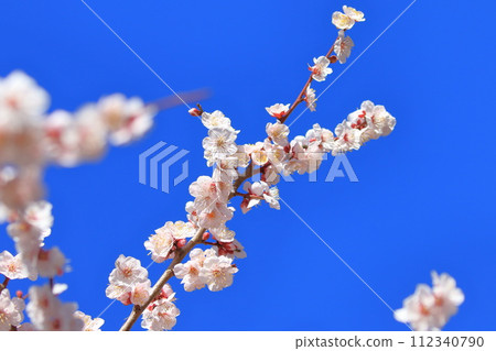 Pink plum blossoms Bungo Pink plum blossoms Bungo 112340790