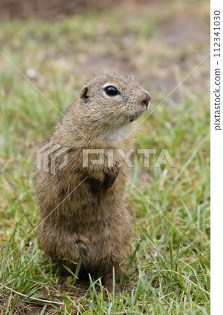 Ground squirrel colony (Syslovisko Biele vody), National park Muranska Planina, Slovakia 112341030