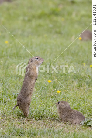 Ground squirrel colony (Syslovisko Biele vody), National park Muranska Planina, Slovakia Ground squirrel colony (Syslovisko Biele vody), National park Muranska Planina, Slovakia 112341031