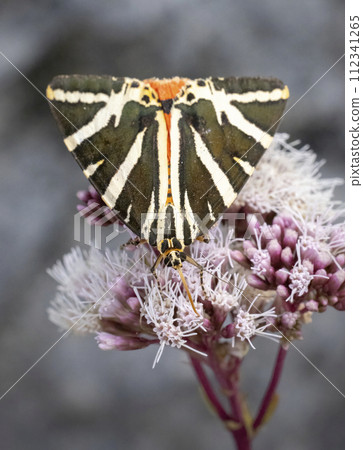 Euplagia quadripunctaria in French highlands, Auvergne, Cantal, France Euplagia quadripunctaria in French highlands, Auvergne, Cantal, France 112341265