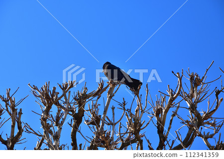 Paris, France. A crow perches on a tree in the Tuileries Gardens in winter. Photographed on February 27, 2022. 112341359
