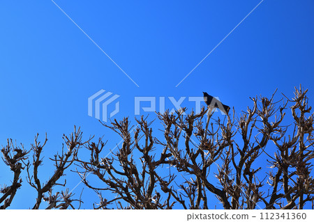 Paris, France. A crow perches on a tree in the Tuileries Gardens in winter. Photographed on February 27, 2022. 112341360