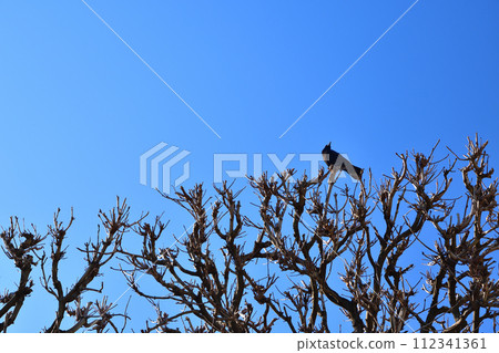 Paris, France. A crow perches on a tree in the Tuileries Gardens in winter. Photographed on February 27, 2022. 112341361
