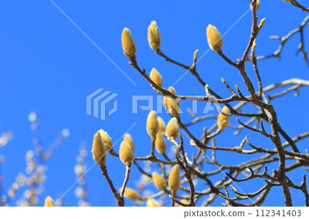 The swollen white magnolia bud 112341403