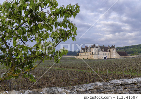 Typical vineyards near Clos de Vougeot, Cote de Nuits, Burgundy, France 112341597