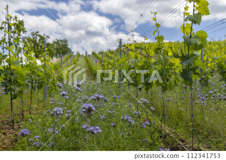 Vineyards with flovers near Cejkovice, Southern Moravia, Czech Republic Vineyards with flovers near Cejkovice, Southern Moravia, Czech Republic 112341753