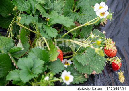 成熟紅草莓的栽培 112341864