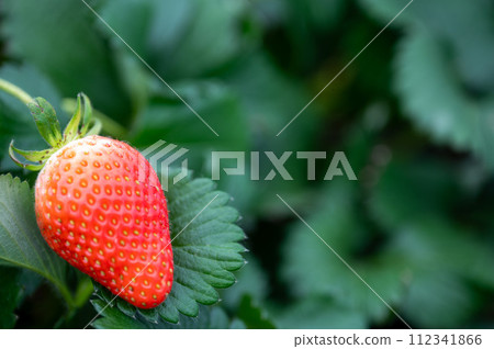 成熟紅草莓的栽培 112341866