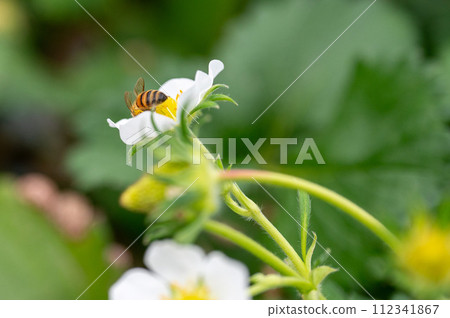 蜜蜂棲息在草莓花上 112341867