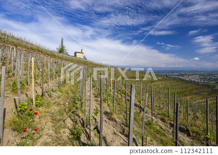 Grand cru vineyard and Chapel of Saint Christopher, Tain l'Hermitage, Rhone-Alpes, France 112342111