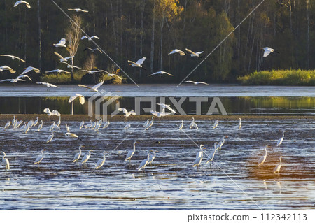 White heron, (Ardea alba, Egretta alba), autumn landscape in Trebonsko region, Southern Bohemia, Czech Republic 112342113