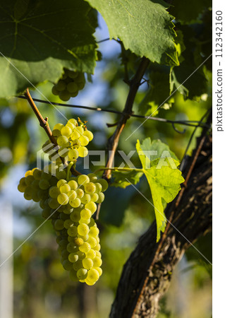 Vineyard with Hibernal near Cejkovice, Southern Moravia, Czech Republic 112342160