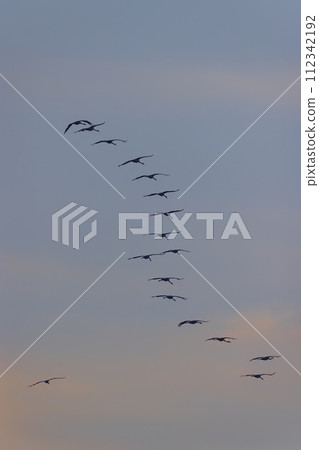 Flock of birds, Common Crane, migration in Hortobagy National Park, UNESCO World Heritage Site, Puszta is one of largest meadow and steppe ecosystems in Europe, Hungary Flock of birds, Common Crane, migration in Hortobagy National Park, UNESCO World Heritage Site, Puszta is one of largest meadow and steppe ecosystems in Europe, Hungary 112342192