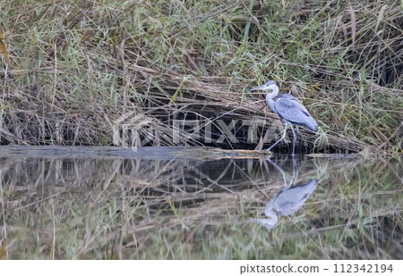 Gray heron (Ardea cinerea), Gemenc, unique forest between Szekszard and Baja, Dunaj-Drava National Park, Hungary 112342194