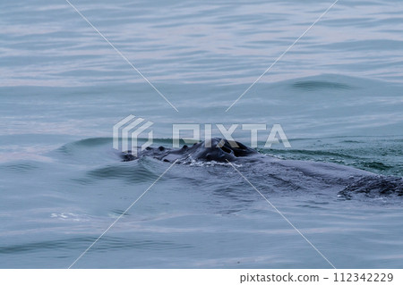Whale surfacing in Walvis Bay Whale surfacing in Walvis Bay 112342229