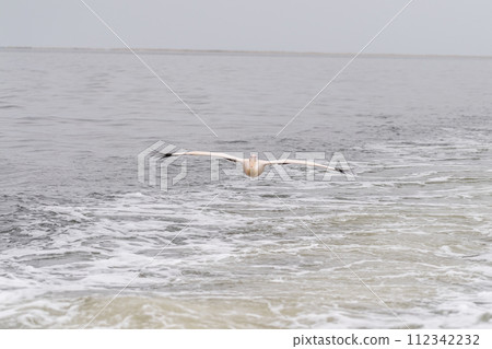 Pelican in Walvis Bay Pelican in Walvis Bay 112342232