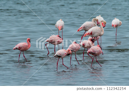 Flamingos near Walvis Bay Flamingos near Walvis Bay 112342254