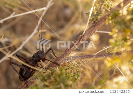 African armoured ground cricket 112342265