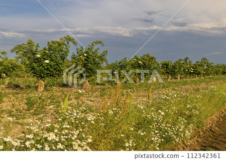 Blooming elderberries orchard, Zemplin hills, Hungary 112342361