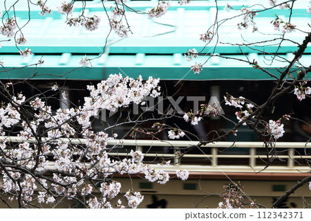 A river full of cherry blossoms in full bloom, cycled by houseboats 112342371
