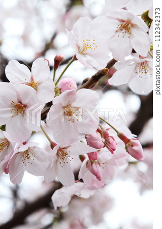 Cherry blossoms bathed in spring sunlight 112342373