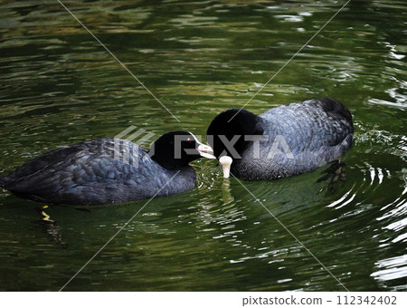 shorebird, water fowl, waterbird 112342402