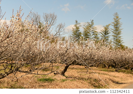 white plum grove and blue sky white plum grove and blue sky 112342411