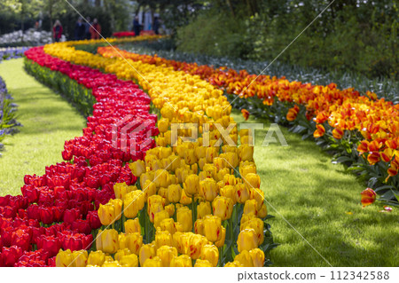 Keukenhof flower garden - largest tulip park in world, Lisse, Netherlands Keukenhof flower garden - largest tulip park in world, Lisse, Netherlands 112342588