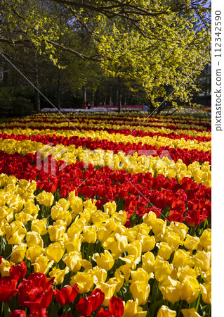 Keukenhof flower garden - largest tulip park in world, Lisse, Netherlands 112342590