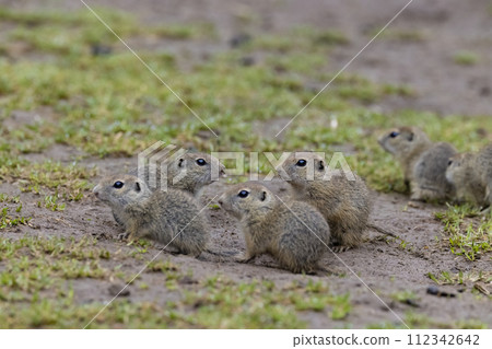 Ground squirrel colony (Syslovisko Biele vody), National park Muranska Planina, Slovakia 112342642