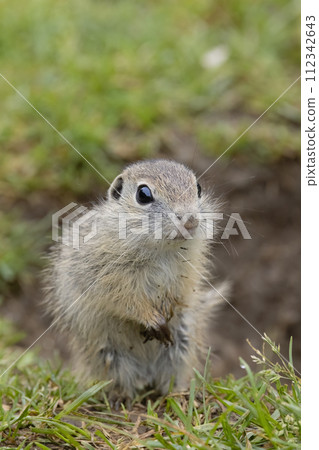 Ground squirrel colony (Syslovisko Biele vody), National park Muranska Planina, Slovakia 112342643