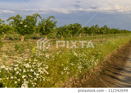 Blooming elderberries orchard, Zemplin hills, Hungary Blooming elderberries orchard, Zemplin hills, Hungary 112342649