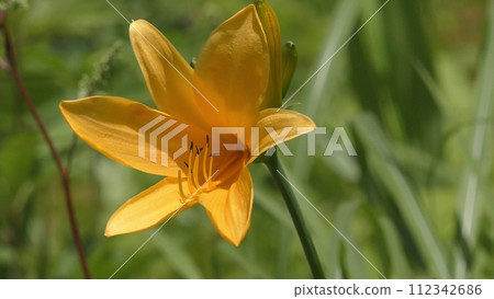 Nikkowige no Hana 112342686