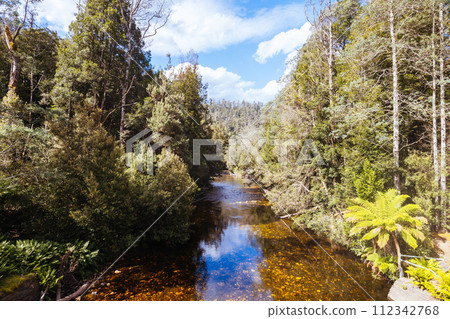 Old Growth Forest in Styx Valley Tasmania Australia 112342768
