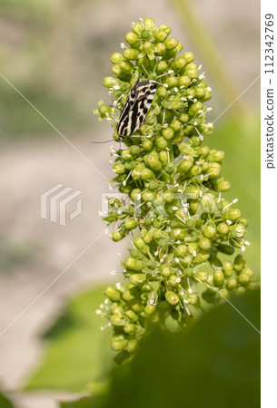 Aphid rhubarb (viteus vitifoliae) improperly called before Phyloxera on vine leaves 112342769