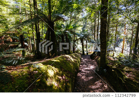 Old Growth Forest in Styx Valley Tasmania Australia 112342799