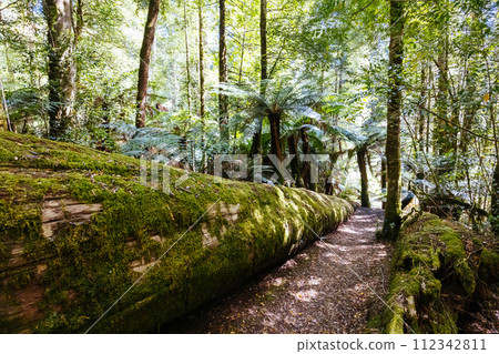 Old Growth Forest in Styx Valley Tasmania Australia 112342811