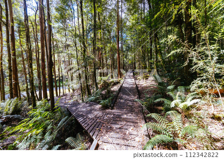 Old Growth Forest in Styx Valley Tasmania Australia Old Growth Forest in Styx Valley Tasmania Australia 112342822