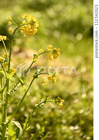 油菜花盛開的景象 油菜花盛開的景象 112342823