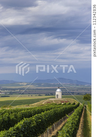 Vineyard near Velke Bilovice, Southern Moravia, Czech Republic 112342836